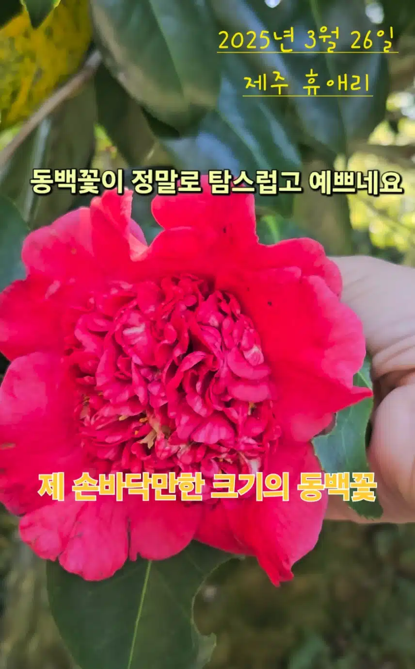 제 손바닥만한 크기의 동백꽃(제주 휴애리)