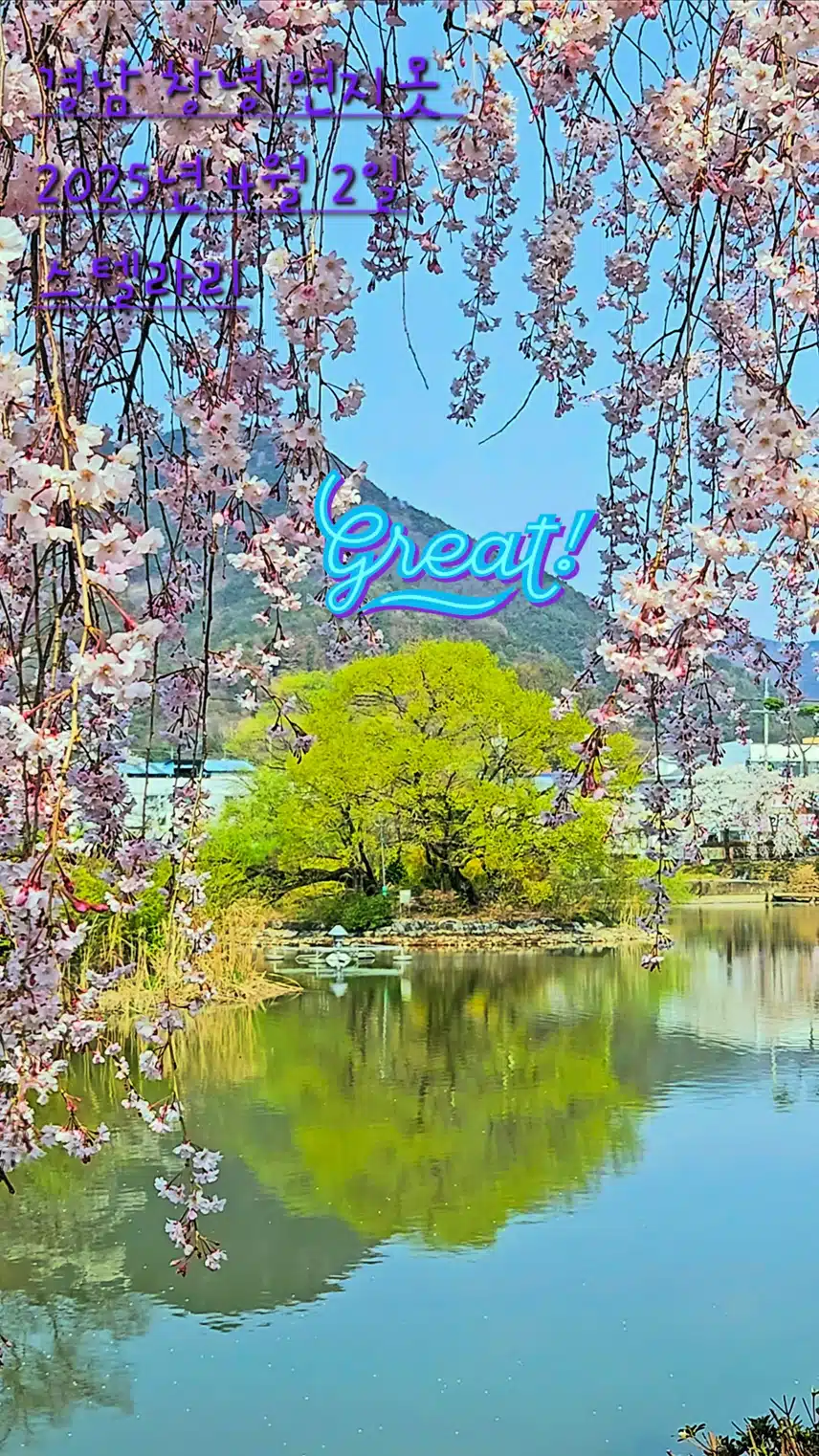 지난 봄, 연지못가의 수양벚꽃 