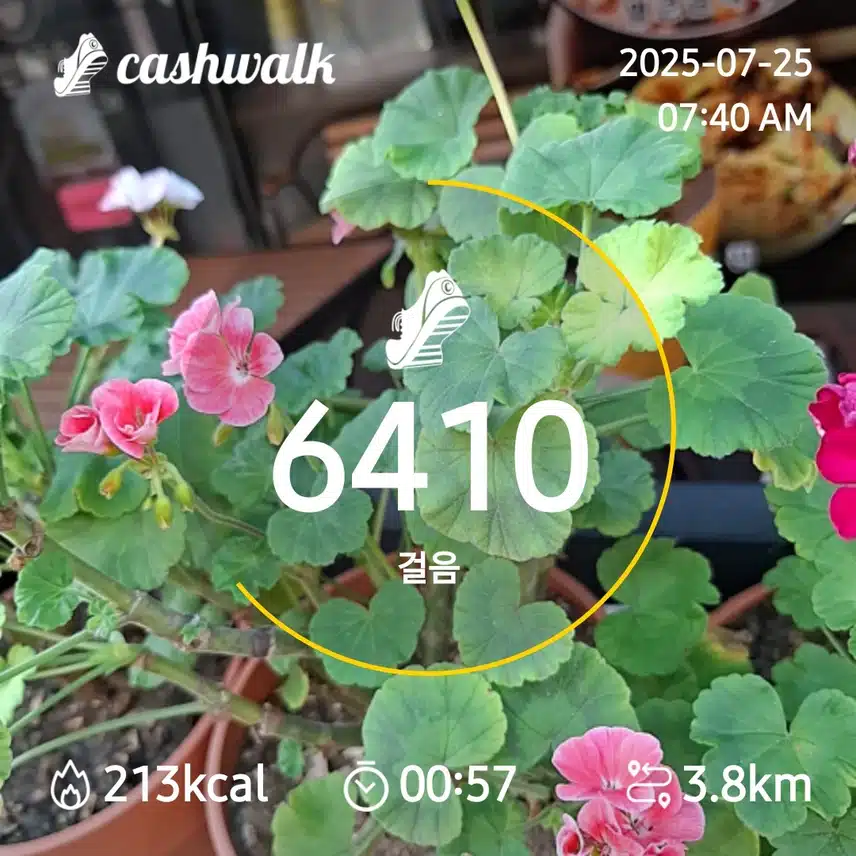 6000보 걷기