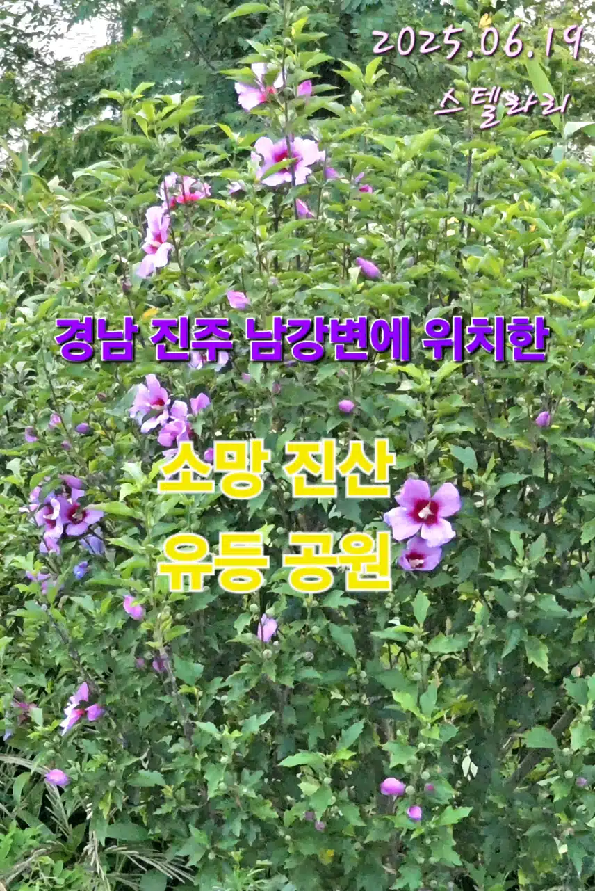 진주 남강에서 찍은 무궁화꽃
