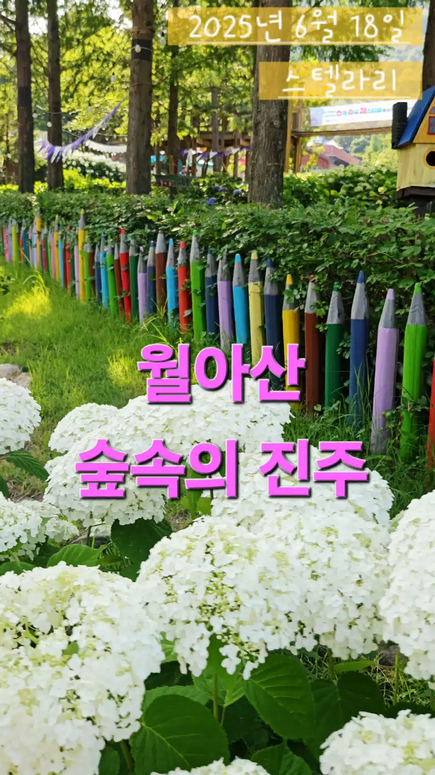 하얀 수국꽃, 경남 진주 월아산 숲속의 진주