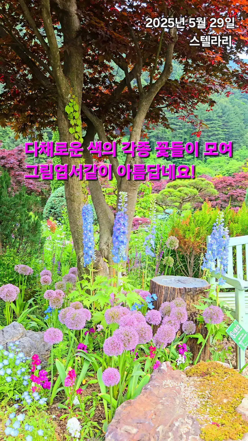 각종꽃들, 5월말 가평의 아침고요수목원, 드라이정원