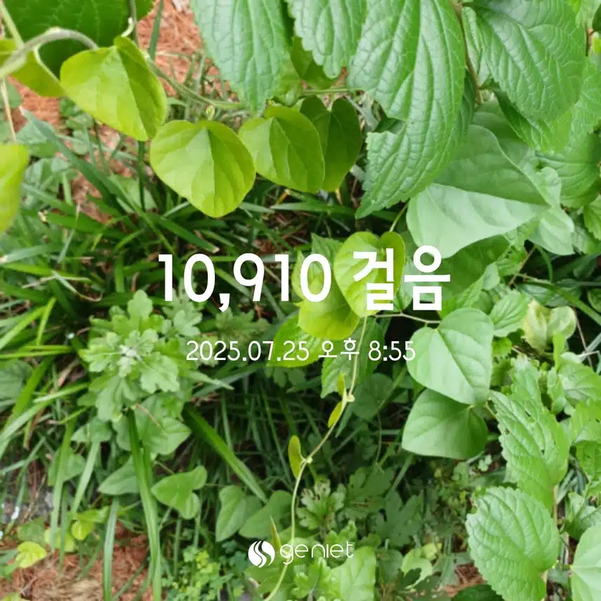 금욜걸음 