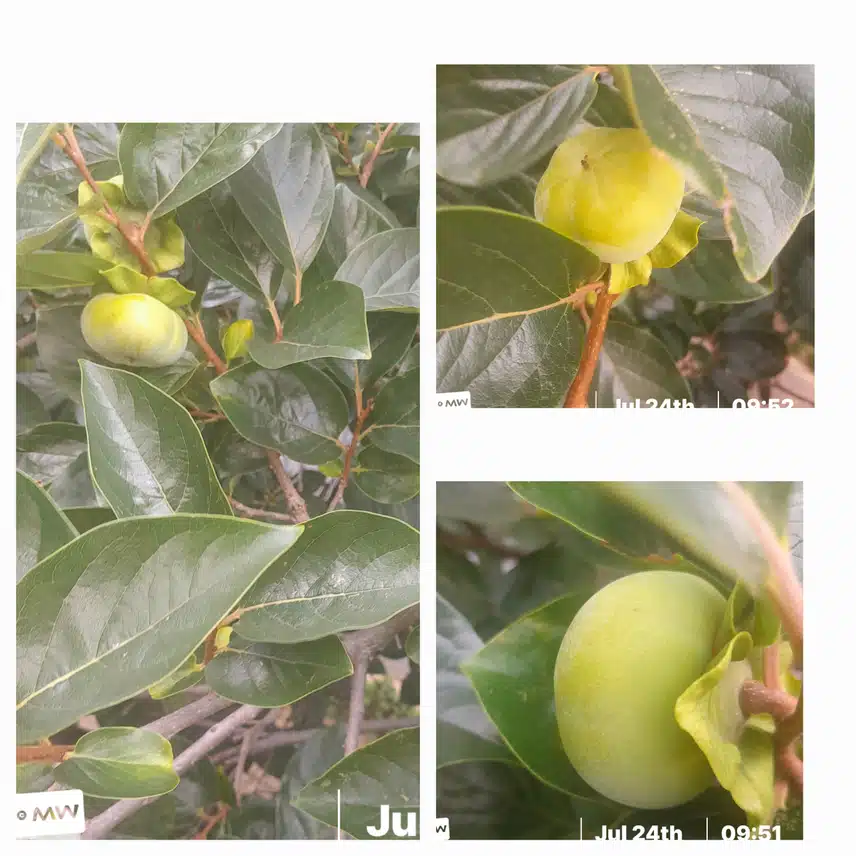 감이 이만큼커졌어요