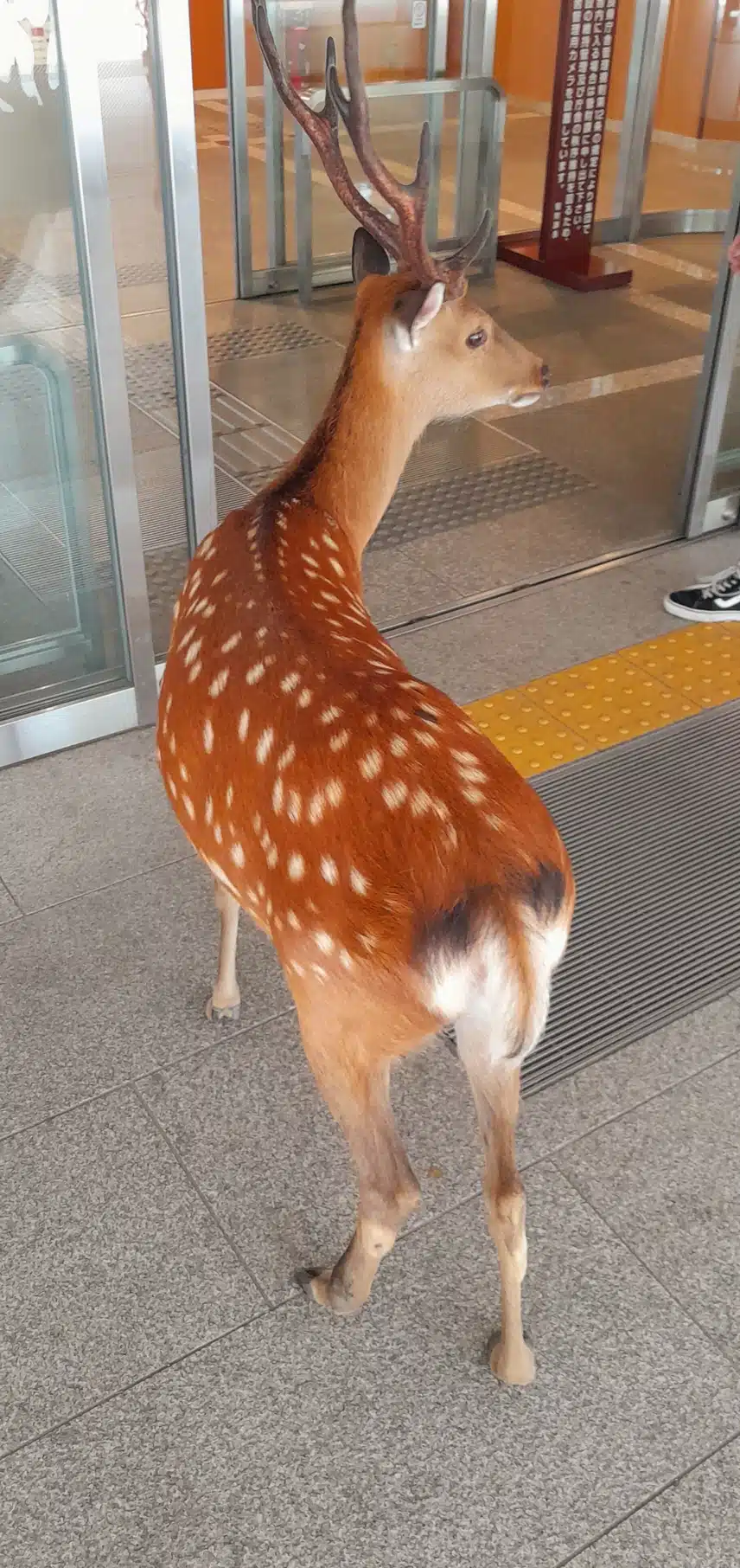 일본의 흔한(?) 편의점 앞 풍경