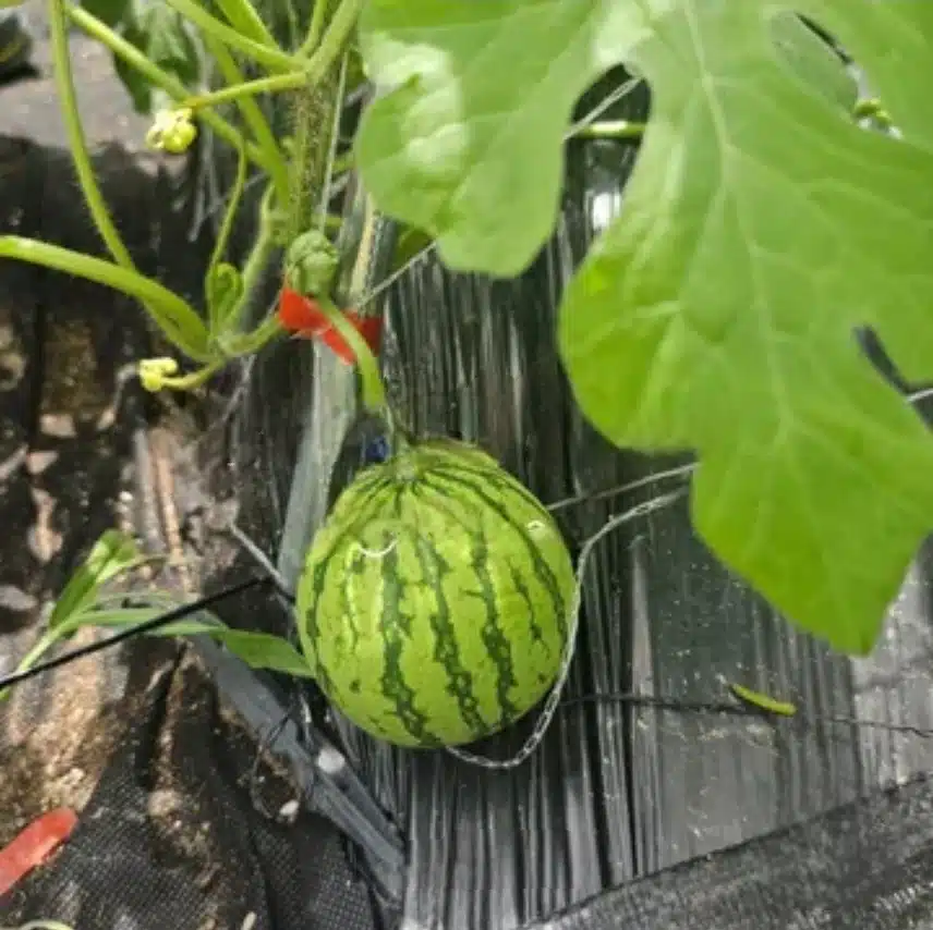 수박  수확했어요