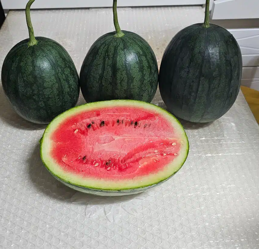 수박  수확했어요