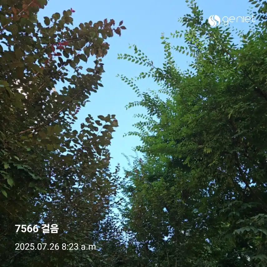 아침 산책의 건강한 효과 🏃