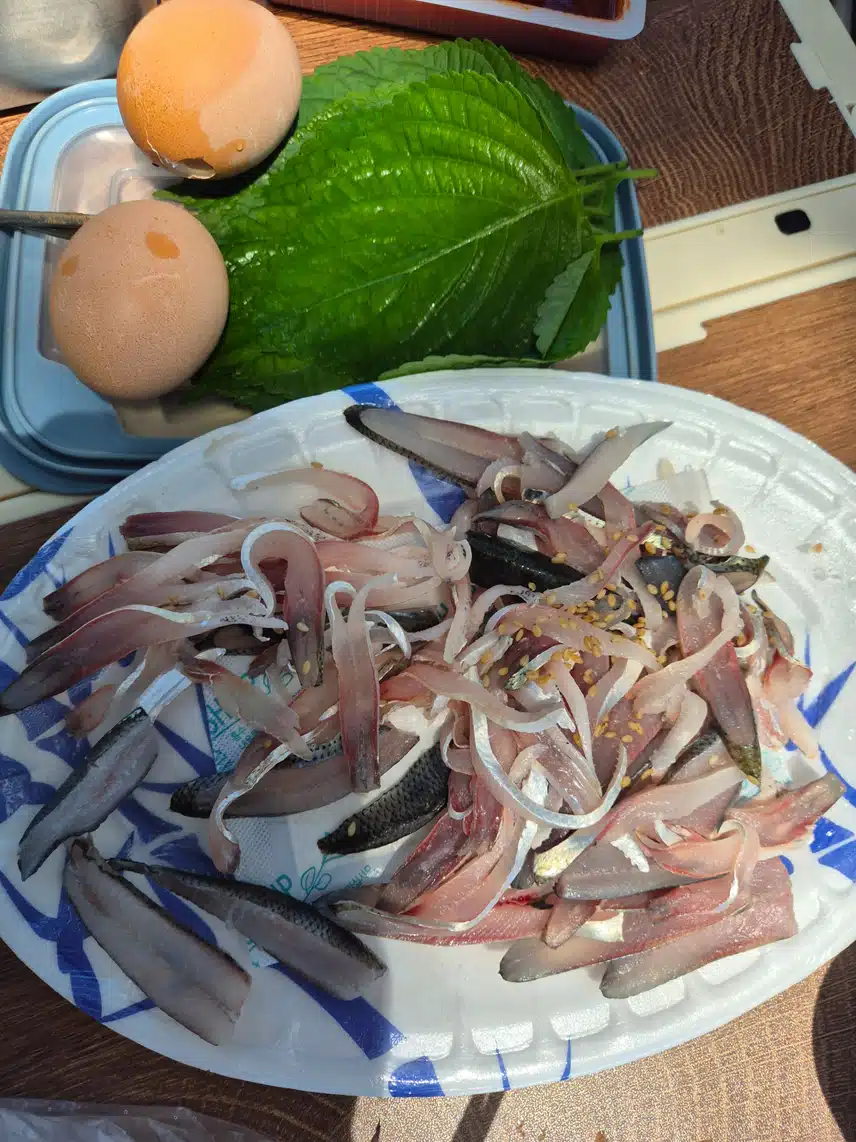 올해 첫 전어회 개시