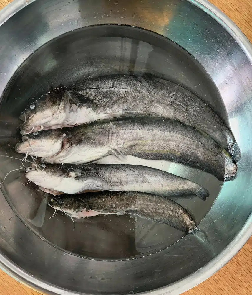 메기삼계탕 대령이요🤭🤭🤭