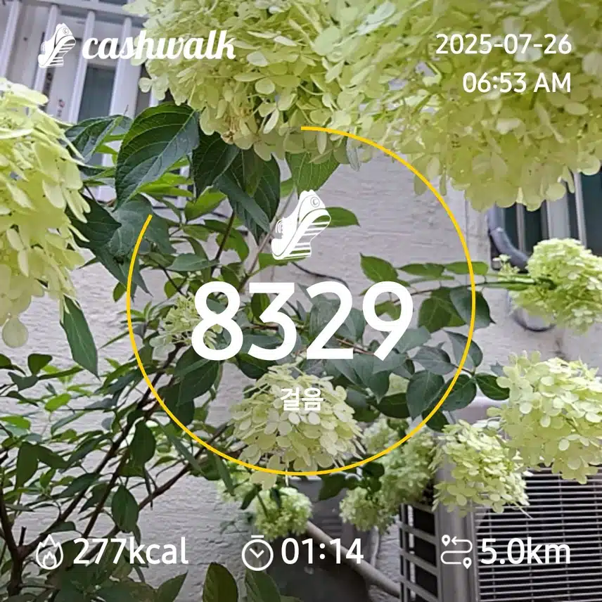 6000보 걷기