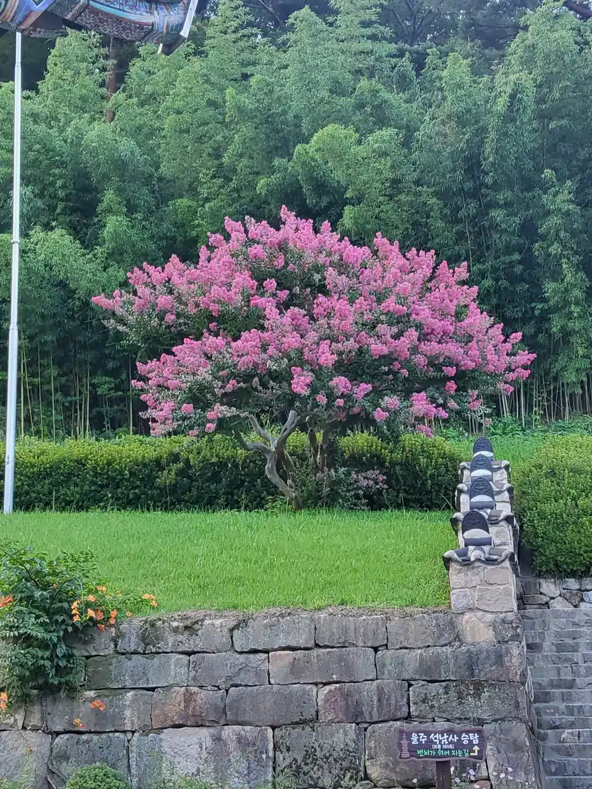 배롱나무 꽃이에요