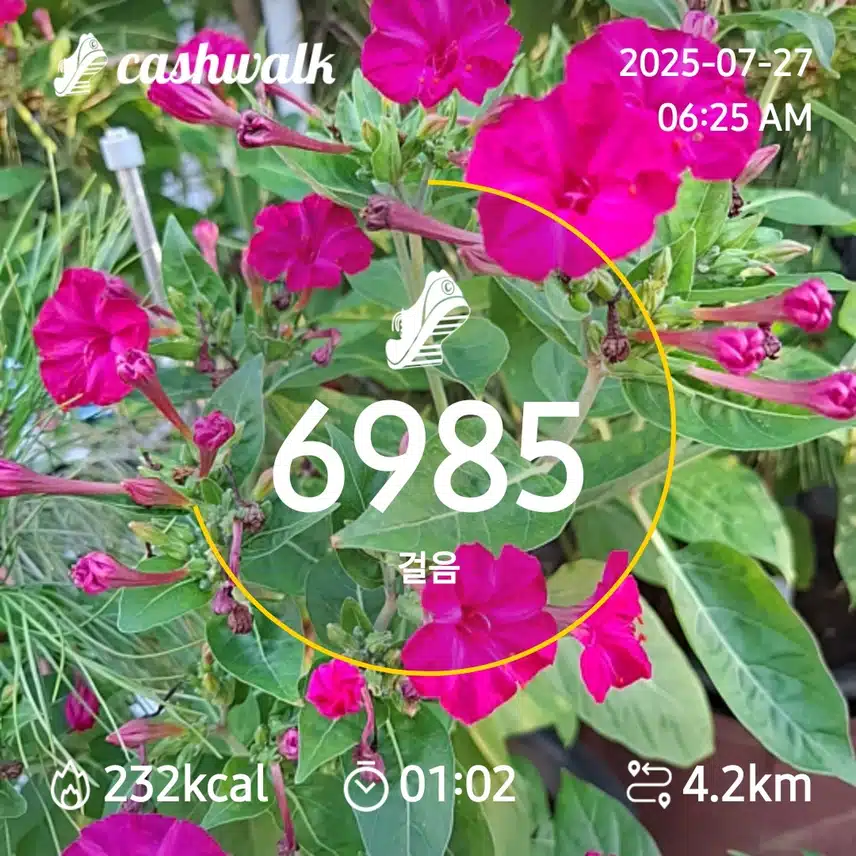 6000 보 걷기