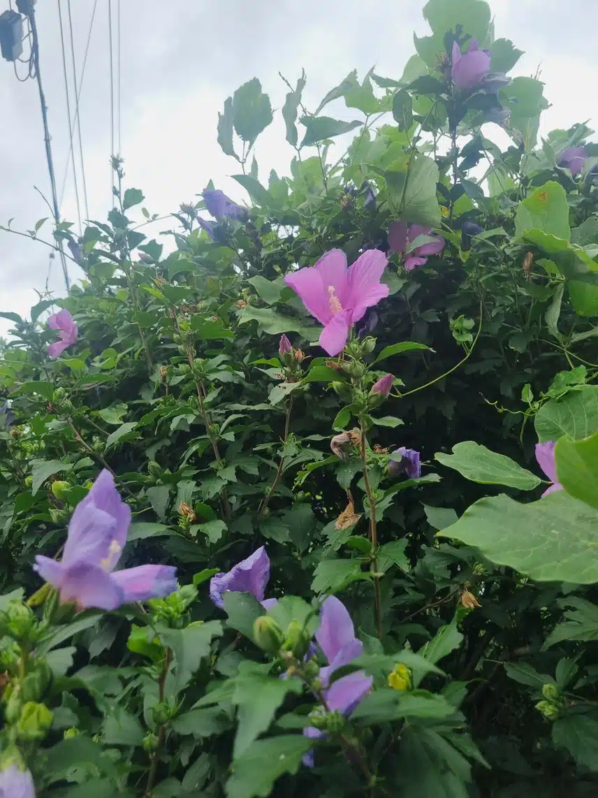 무궁화꽃