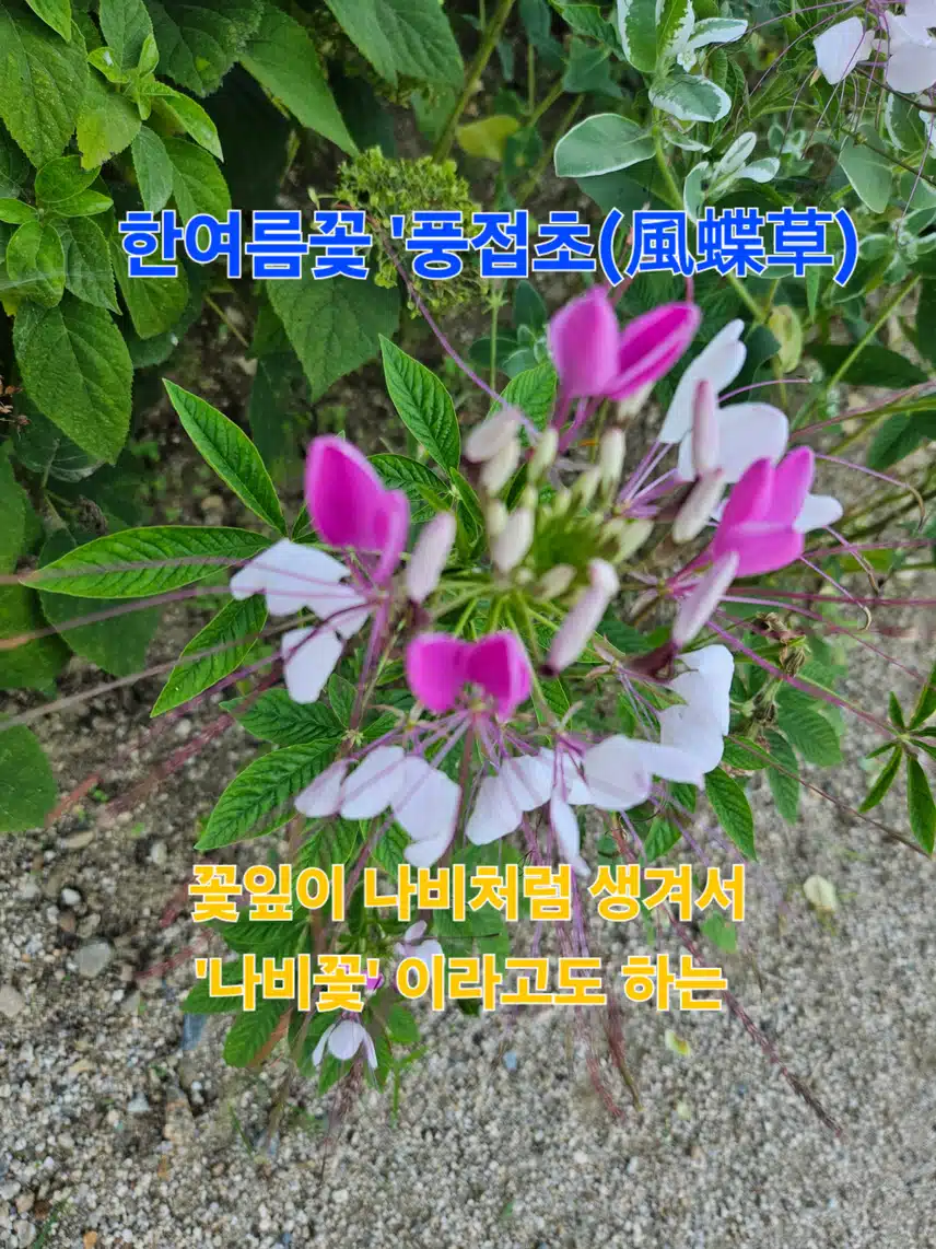 풍접초= 나비꽃=족두리꽃