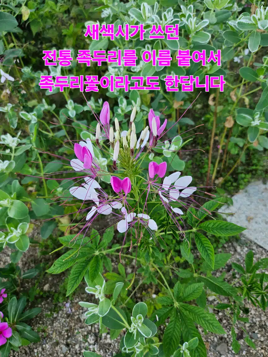 풍접초= 나비꽃=족두리꽃