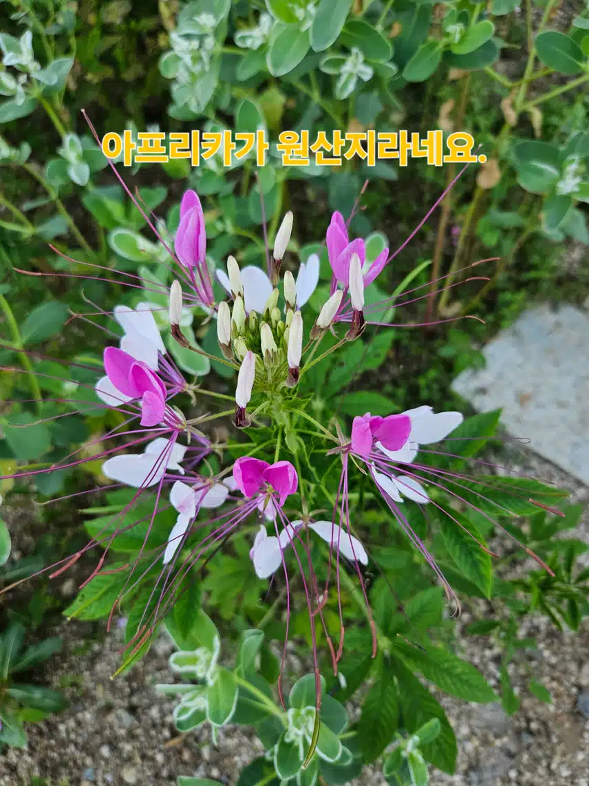 풍접초= 나비꽃=족두리꽃