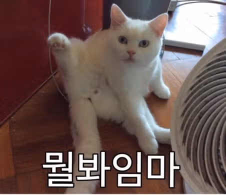 싫으면 너 싫어라고 표정에 다 써있는 ESTP