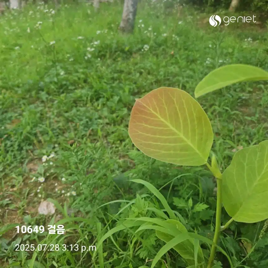 식후 산책길 걸었네요.🏃