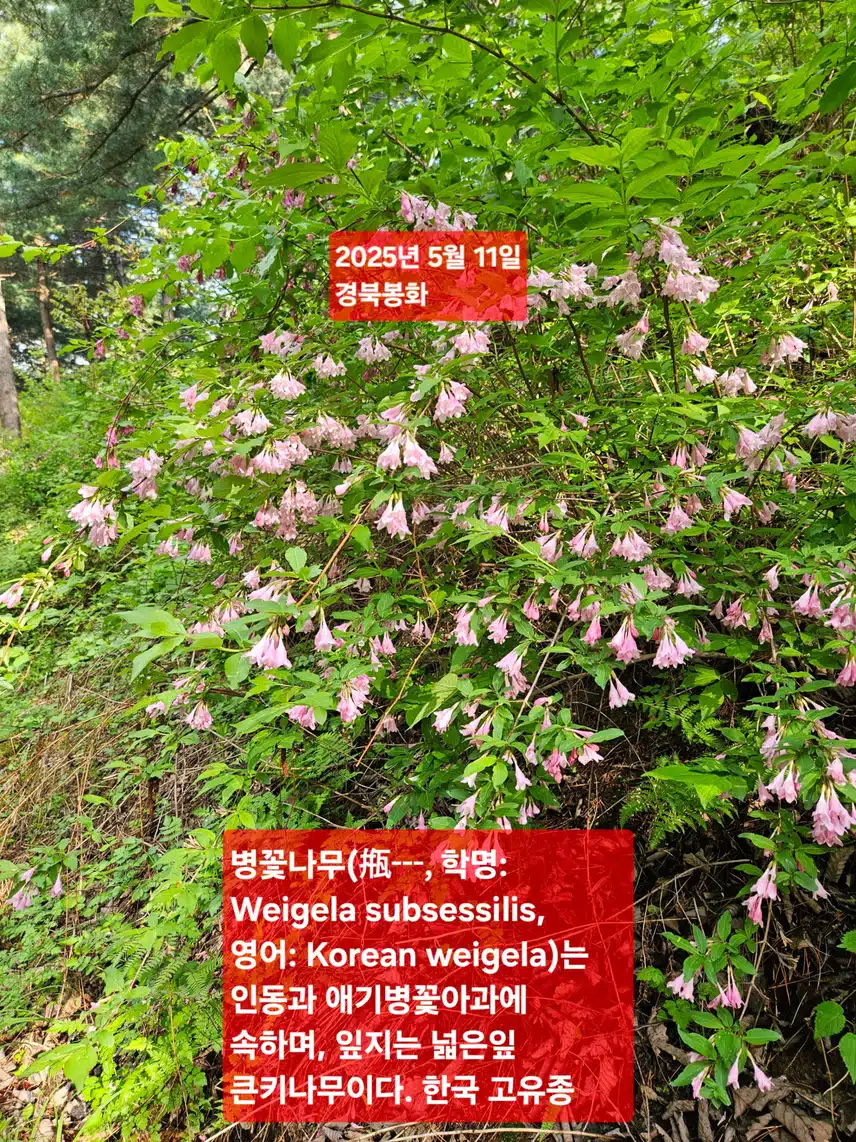 Korean Weigela 
