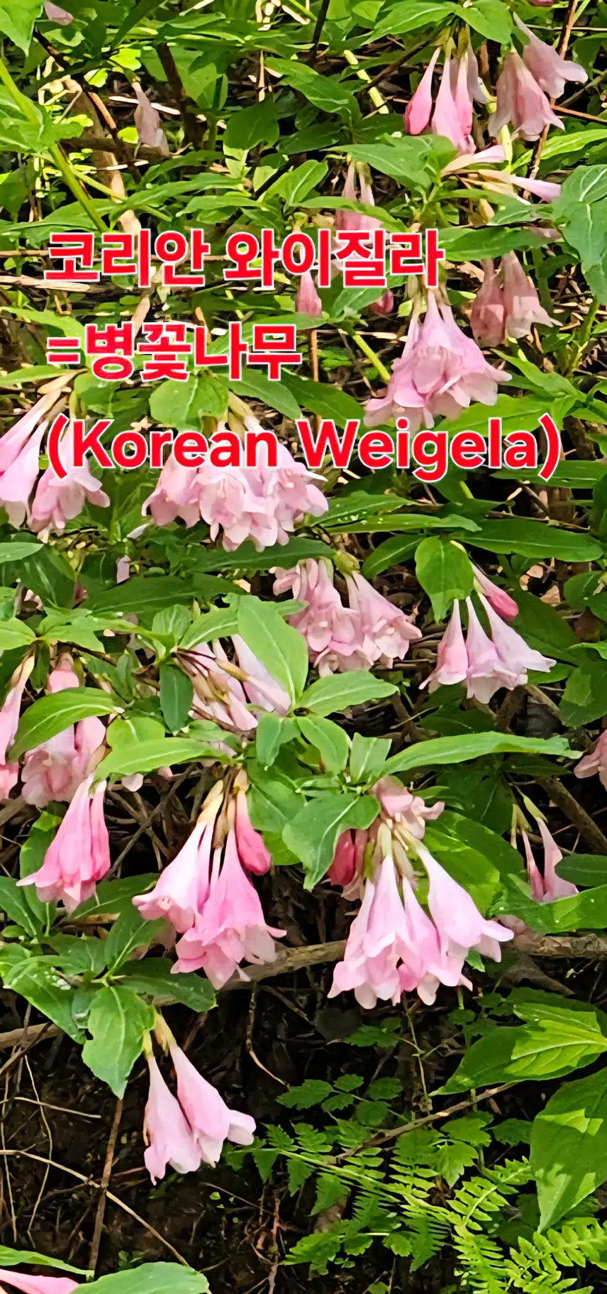 Korean Weigela 