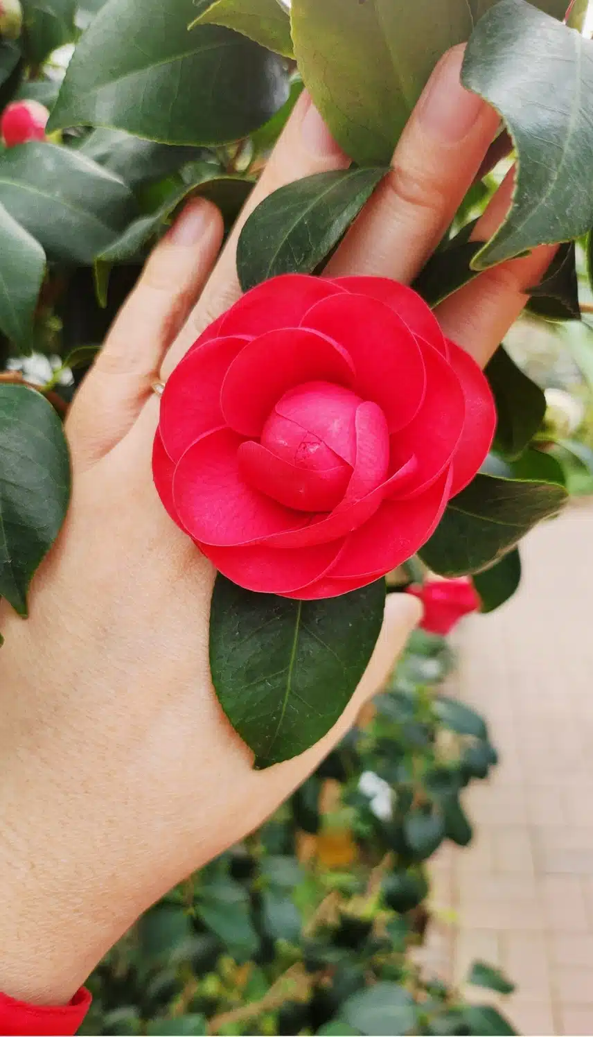 꽃반지 끼고~~~🌸