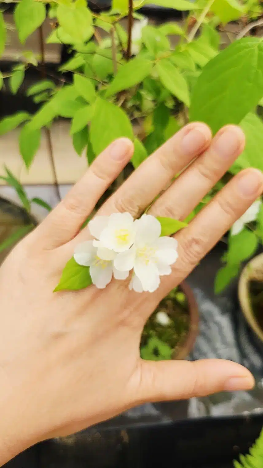 꽃반지 끼고~~~🌸