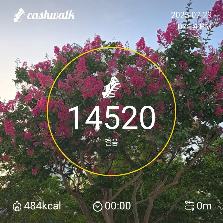 배롱니무