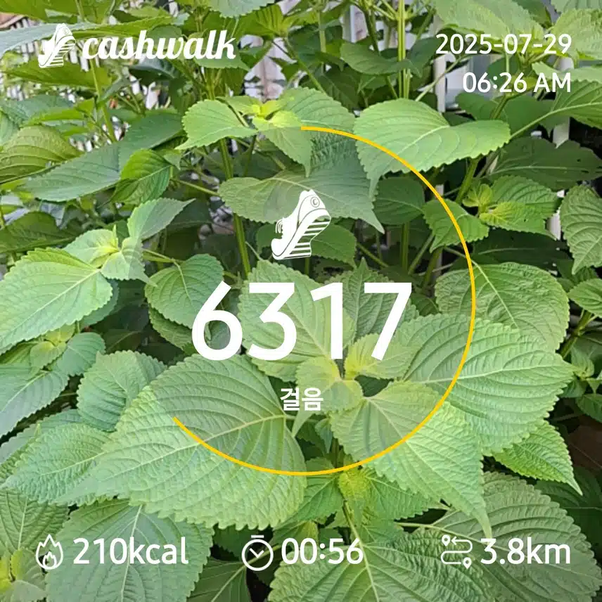 6000보 걷기
