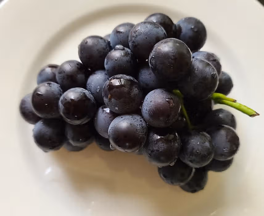 달콤한 포도송이 🍇