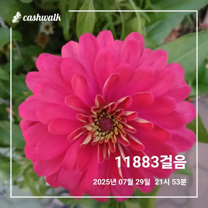 걷기 인증샷257일차