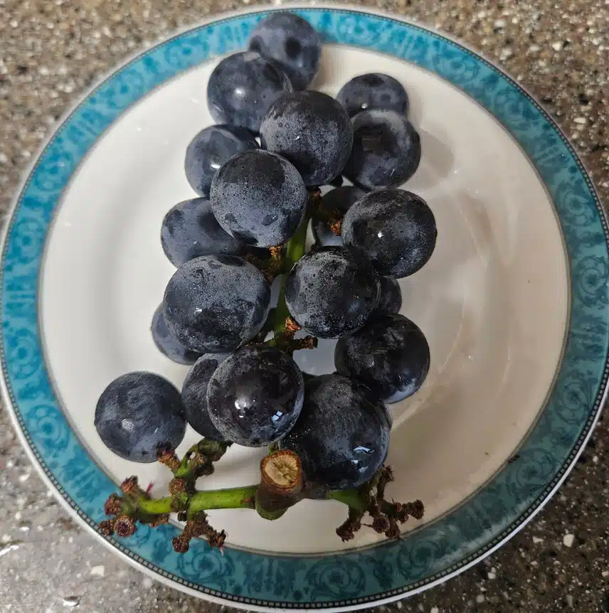 운동 후 포도로 비타민 충전🍇 