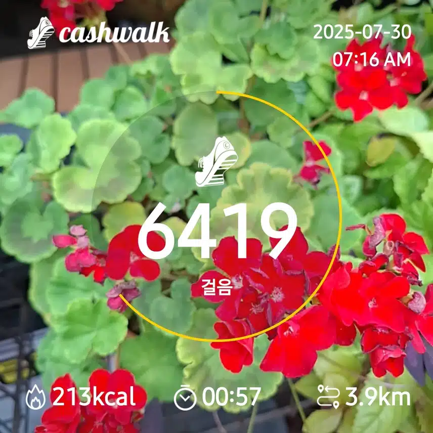6000보 걷기