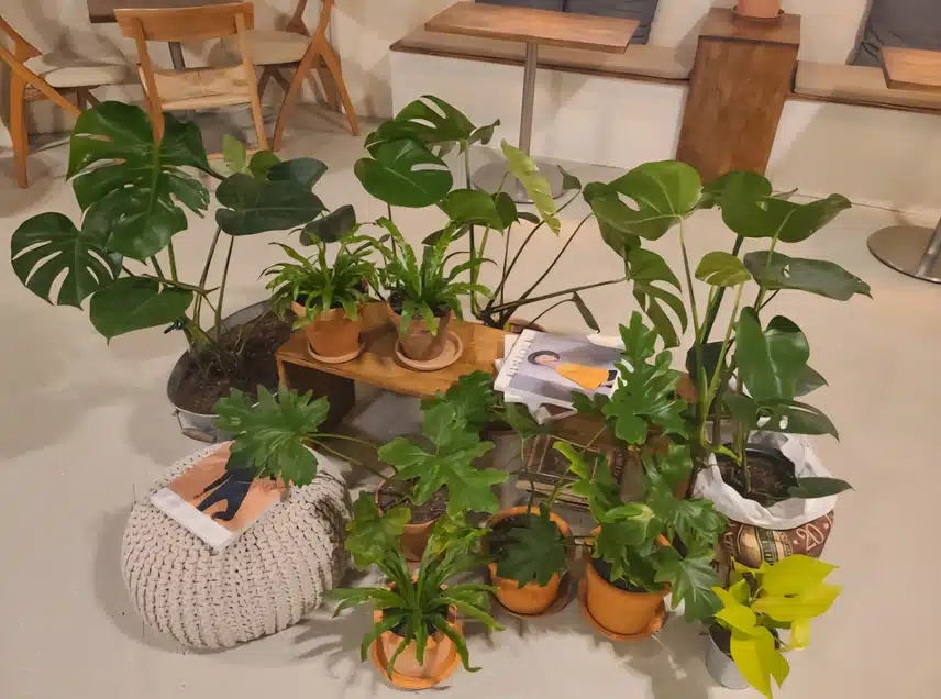 시원한 청귤차~