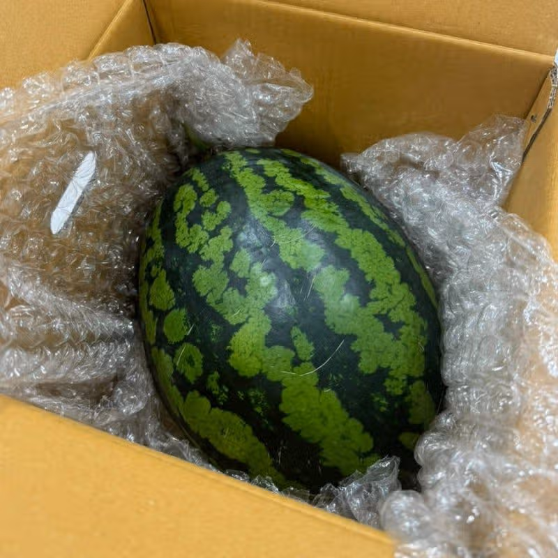 수박 선물~🍉
