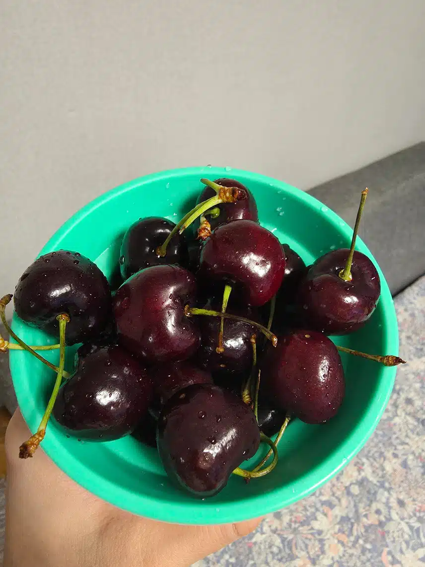 제철 🍒 체리 맛나용