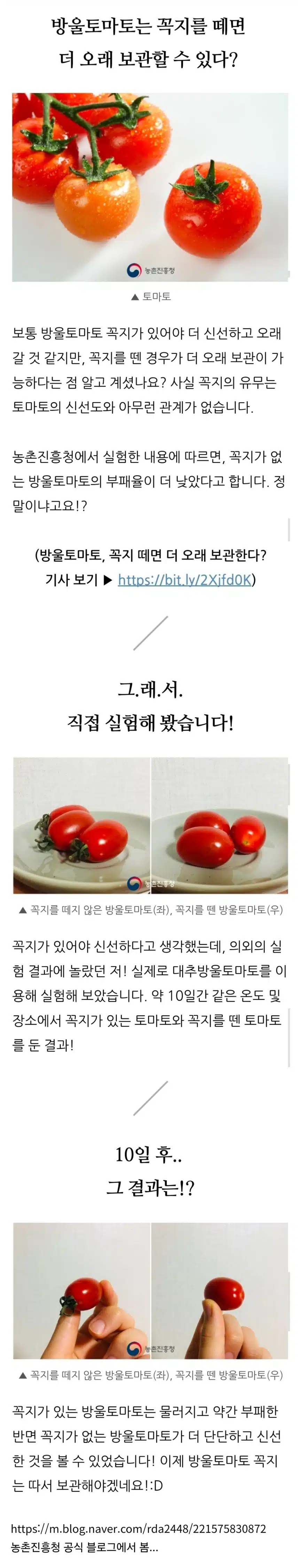 방울토마토 더 오래 보관하는 법
