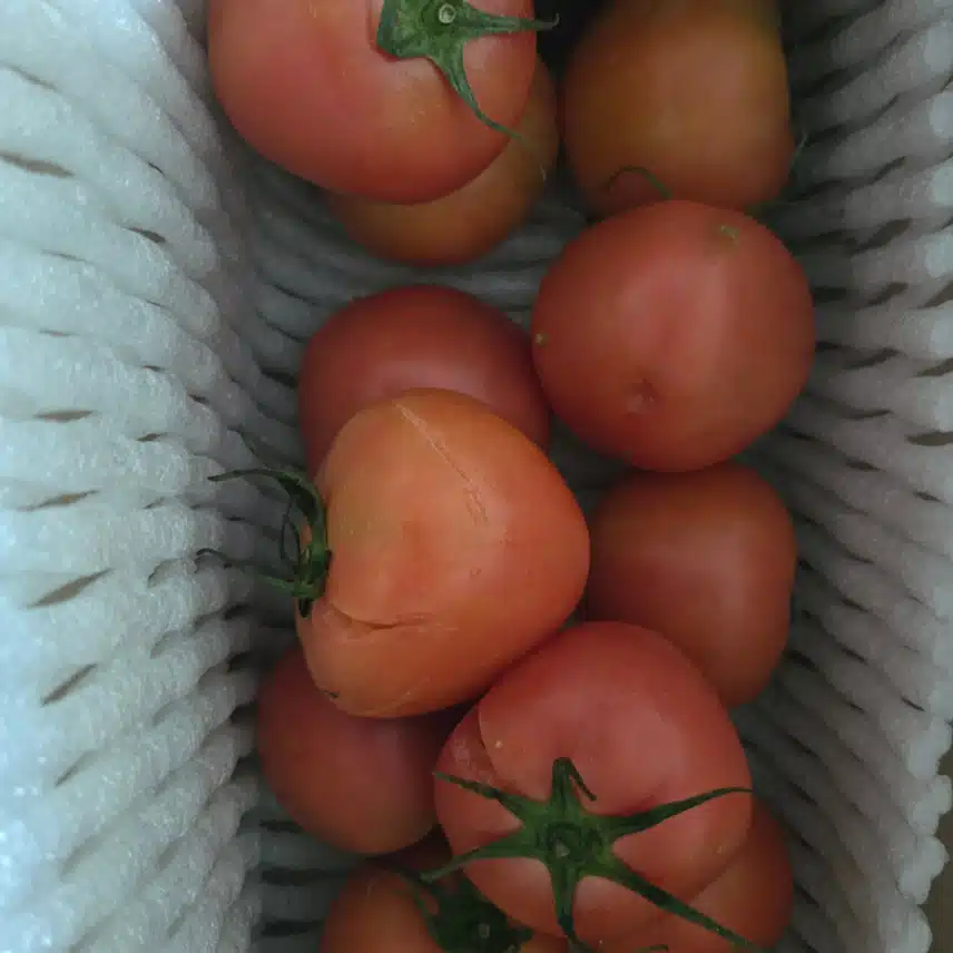 캐시딜로 구매