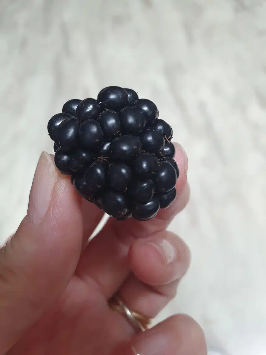 복분자예요~♤