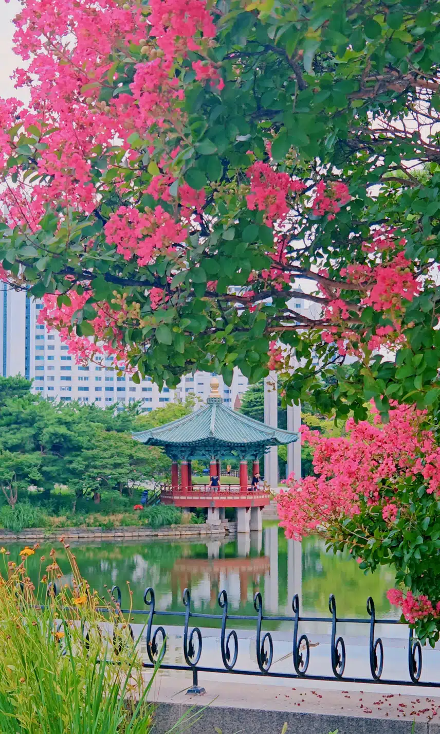  crape myrtle 크레이프 머틀