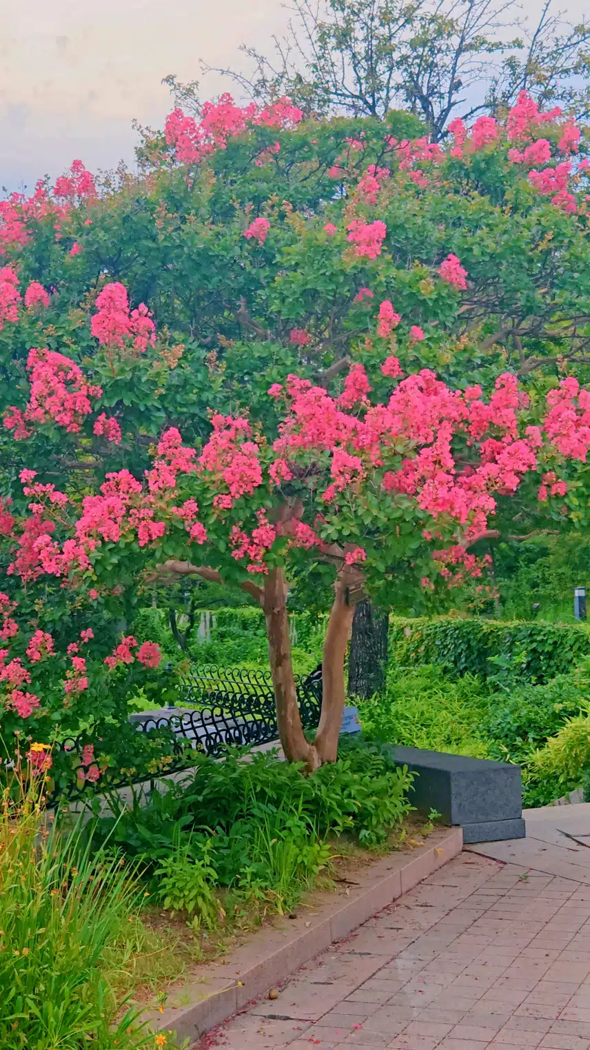  crape myrtle 크레이프 머틀
