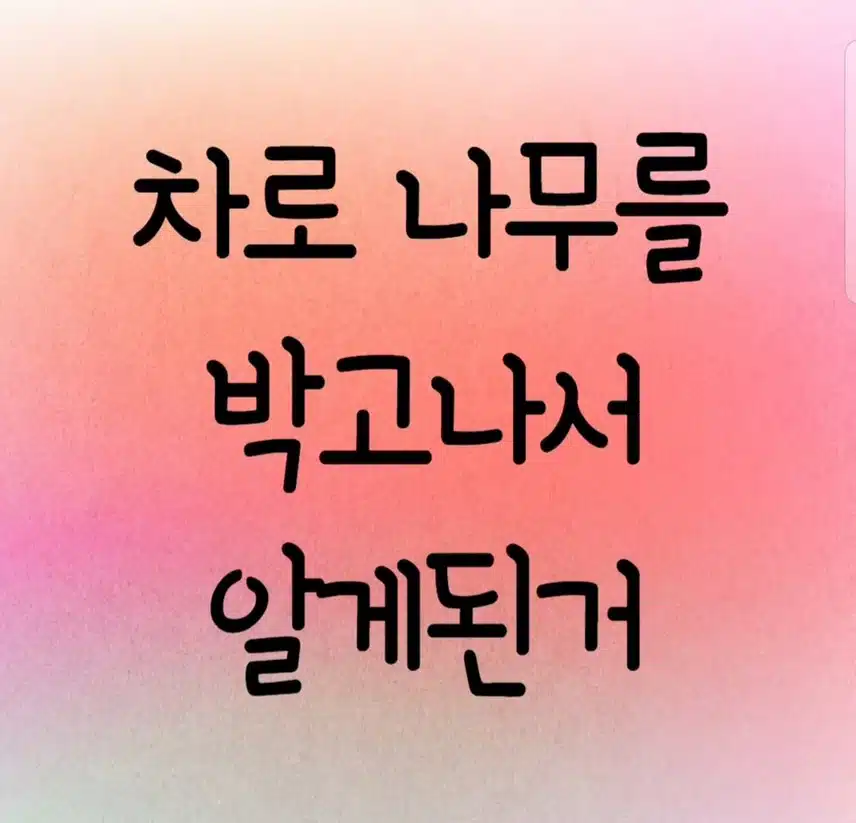차사고로 알게된 가로수 가격