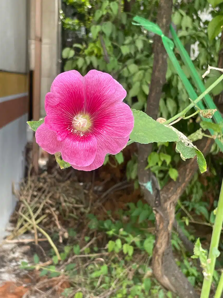 꽃