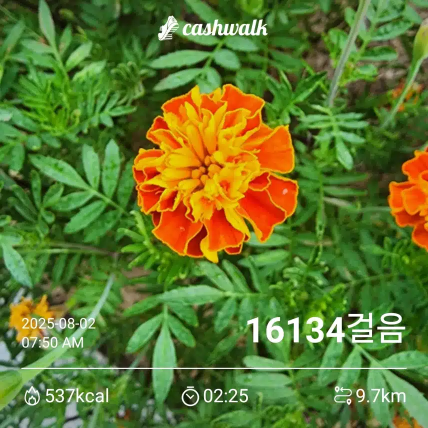 토요일 만보걷기 ~