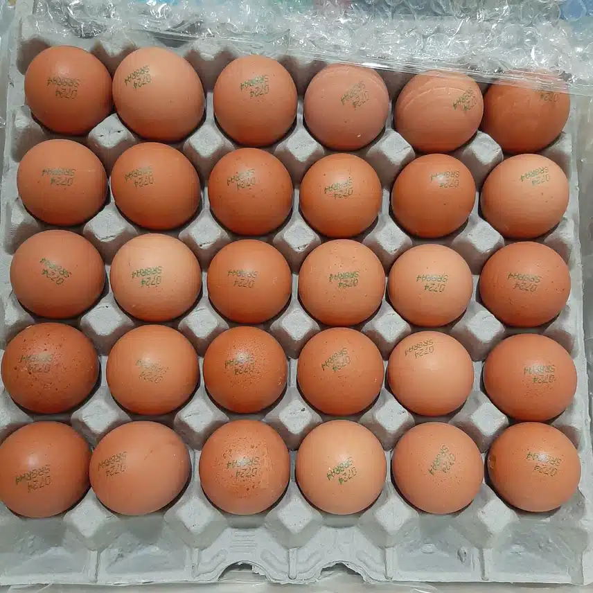 캐시딜 계란 구입했어요