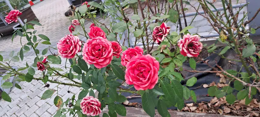 색바란 장미