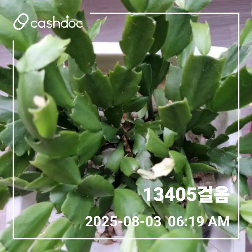   후덥지근한 휴일아침 만보걷기 