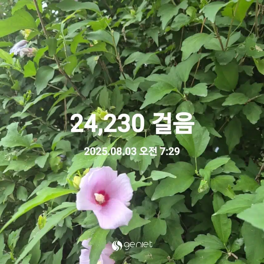 2025년 8월 3일 일요일 걷기 