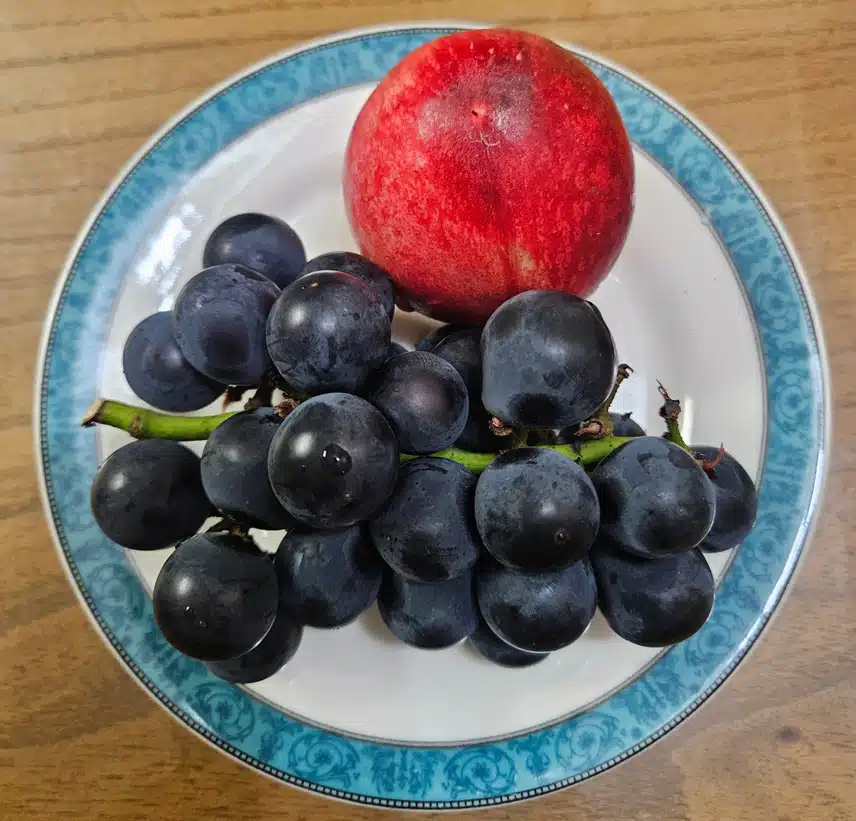 식후 비타민 충전 🍇🍑