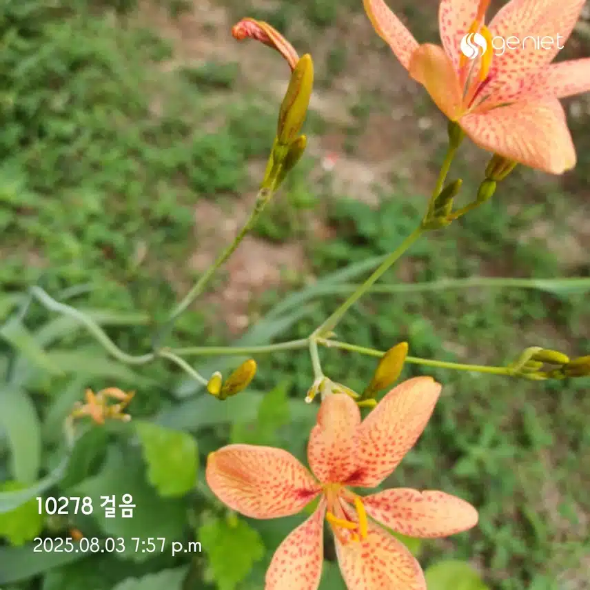 일욜 걸음 